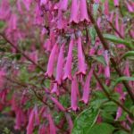Croftway purple prince cape fuchsia