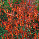 Phygelius picture from Joy Creek