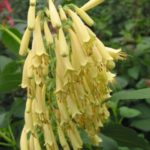 Full sun easy care yellow sovereighn cape fuchsia