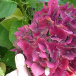 Hydrangea serrata 'Preziosa'