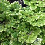 Peacock Moss Modern Landscape Style