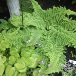 Shade Garden Combination of fern and hosta