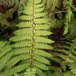 Olive colored foliage makes this fern unique for Portland Landscapes