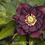 Popular Double Hellebore From Englands Ashwood Ashwood Garden Hybrids