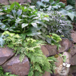 Northwest Portland Hillside Garden design by Landscape Design in a Day