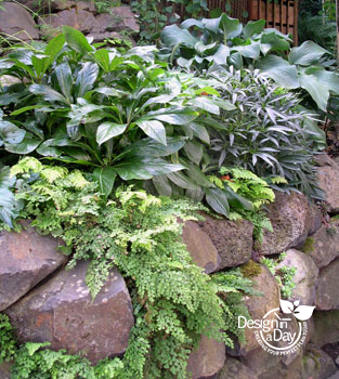 NW rockery with Himalayan Maidenhair Fern for residential landscape design.