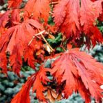 Sellwood Garden Design Fall Color acer-japonicum-aconitifolium