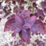 Katsura 'Red Fox' has unique red foliage.