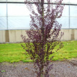 Katsura 'Red Fox' is a smaller tree that is getting used in irrigated parking strips.