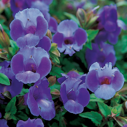 Summer Shade substitution for Impatiens