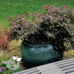 Portland Residential Landscape Designer love plum foliage