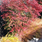 Low Maintenance Shrub (Nandina) for Portland Residential Landscape Design
