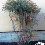 Portland Landscape Designer's example of poor pruning technique