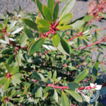 Portland Residential Landscape Designer evergreen shrub
