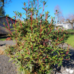 Portland residential landscape designer
