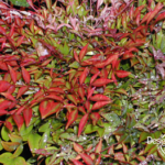 North Portland residential landscape design for year round color