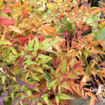 North Portland residential landscape design for year round color