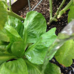 Radicchio shades tomato root zone.